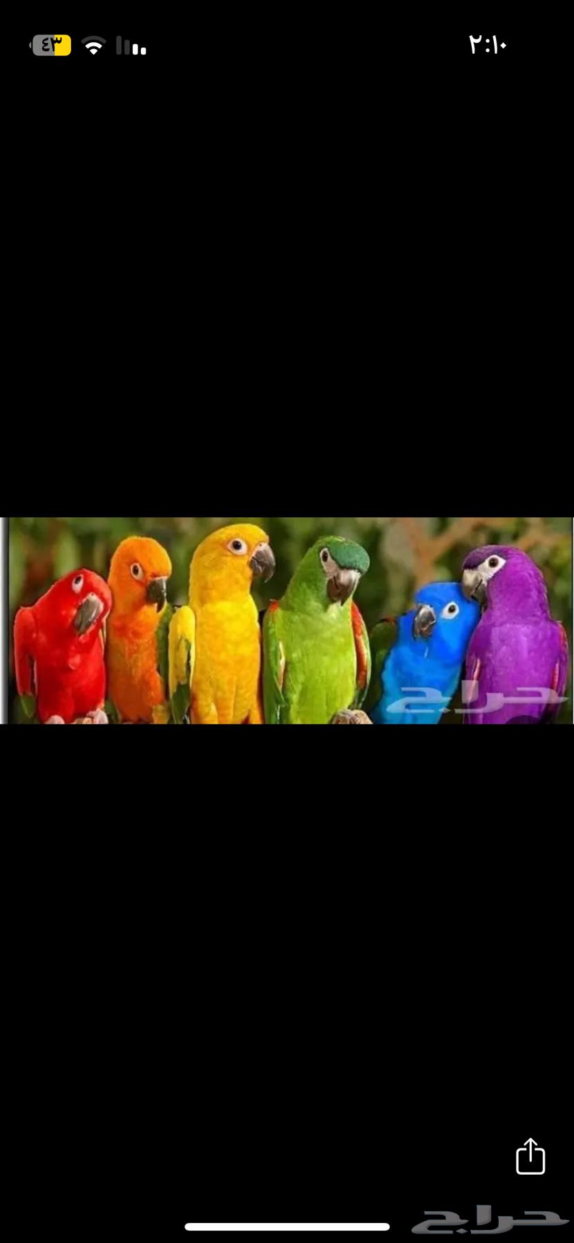 Taming, Breeding, Hoteling, and Veterinary Care for Birds64360181539587113