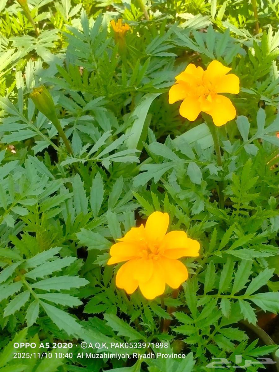 مشتل العماريه للزهور في العماريه64402969041283111