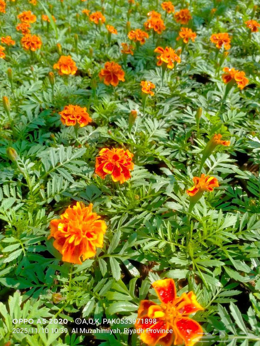 مشتل العماريه للزهور في العماريه64402969041283113