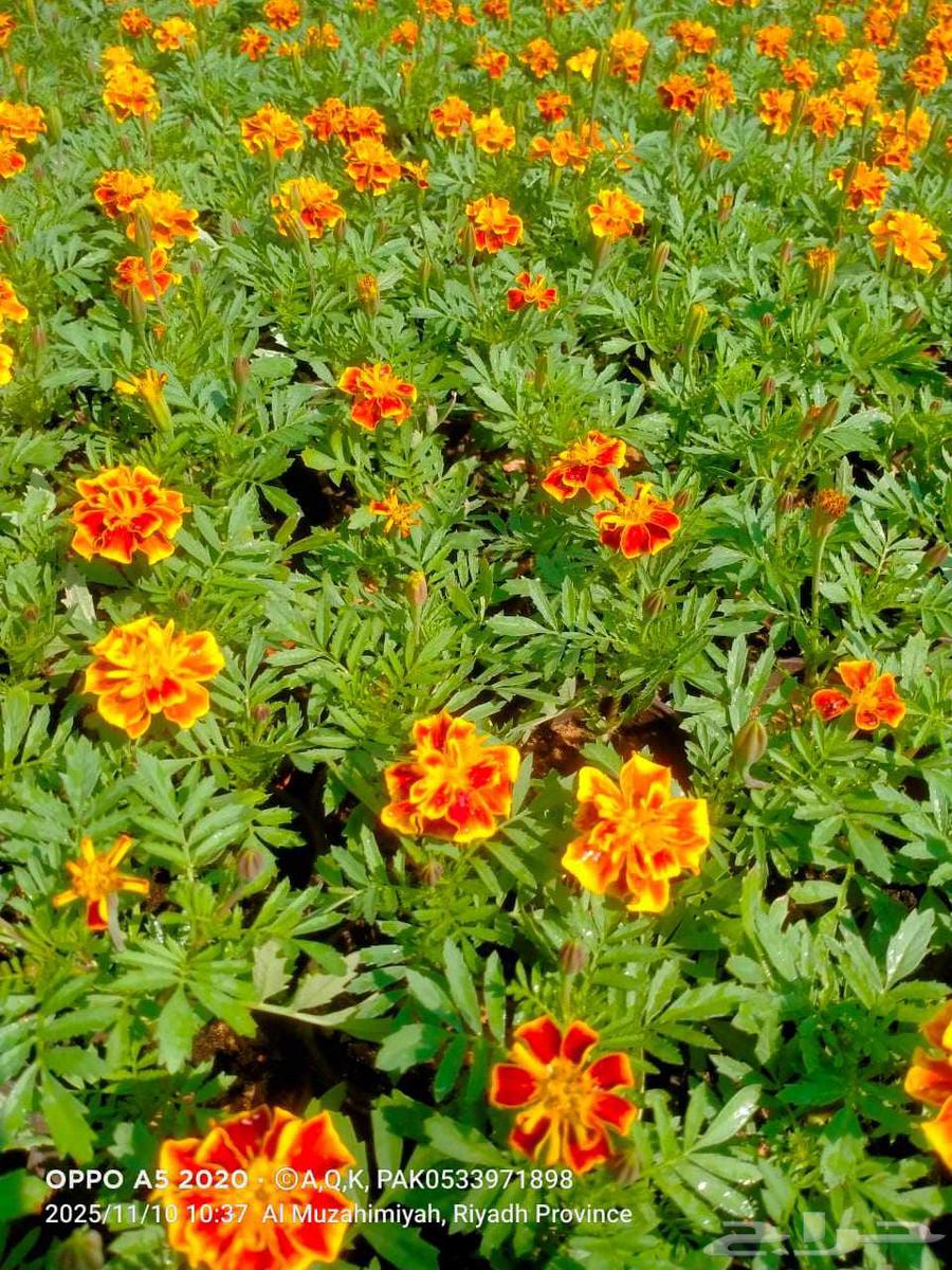 مشتل العماريه للزهور في العماريه64402969041283112