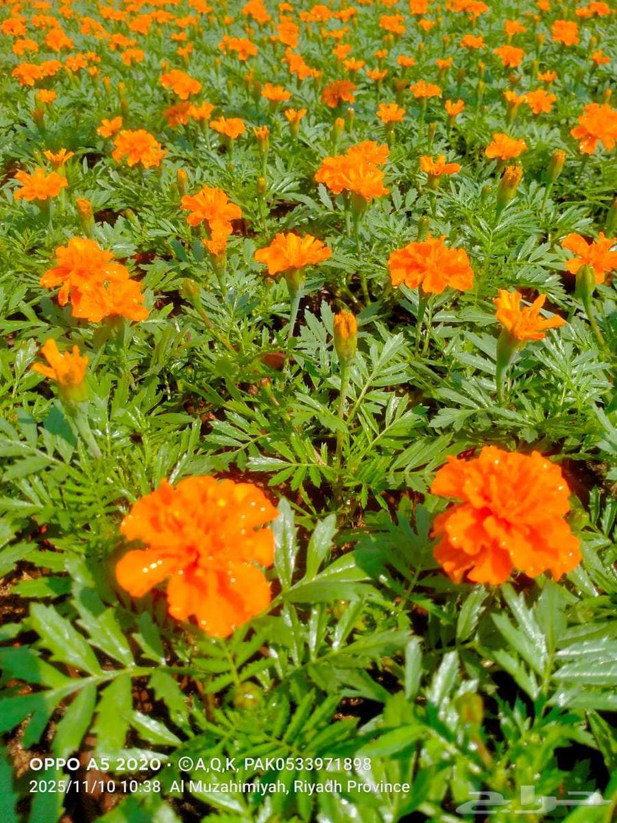 مشتل العماريه للزهور في العماريه64402969041283110