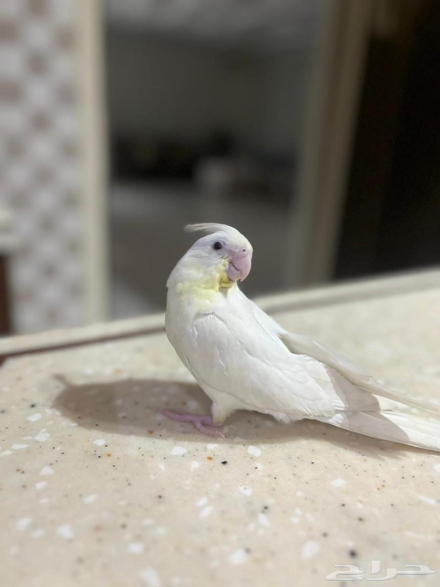 Taming, Breeding, Hoteling, and Veterinary Care for Birds64360181539587112