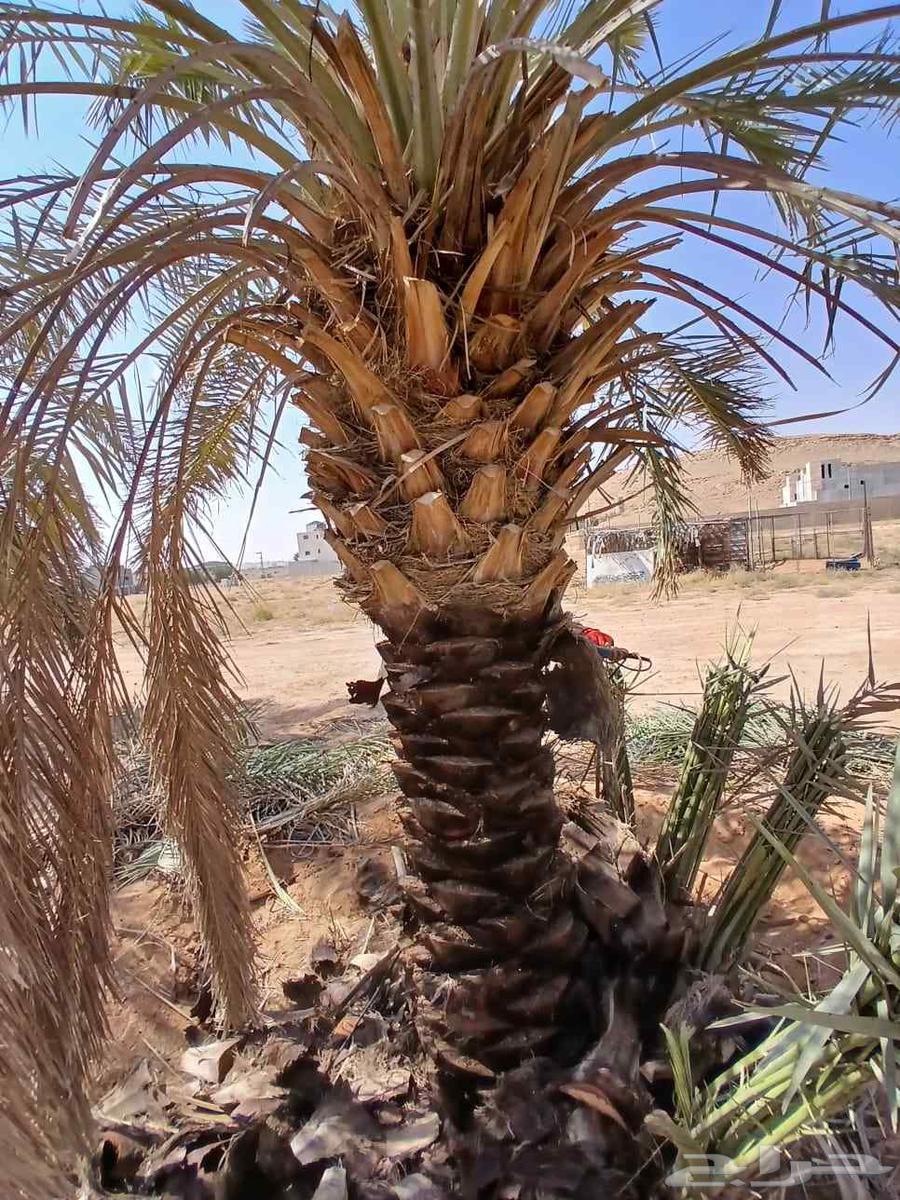 We have workers for crimping, welding, dismantling, and centering pipes64370147438721111