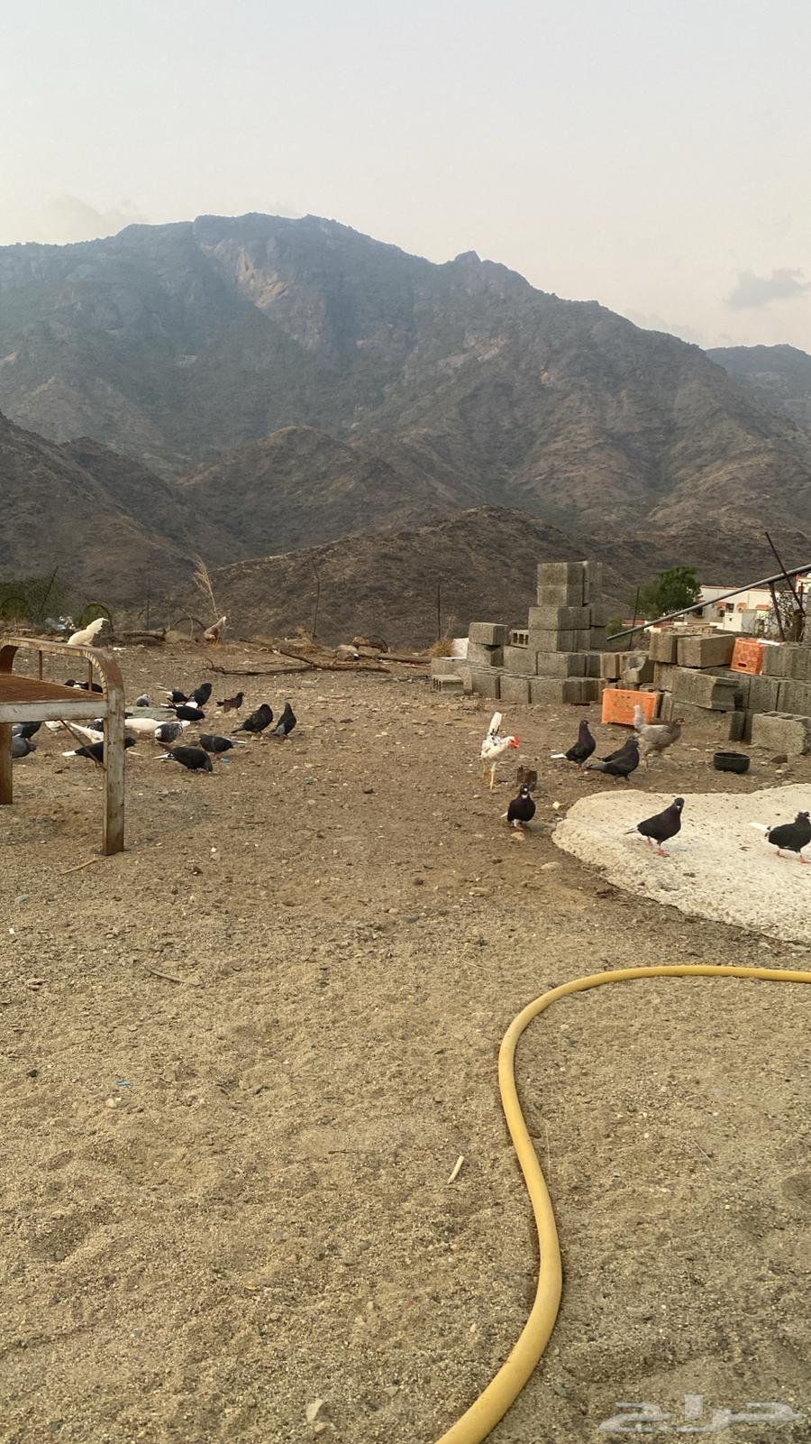 مجارده64379855492097111