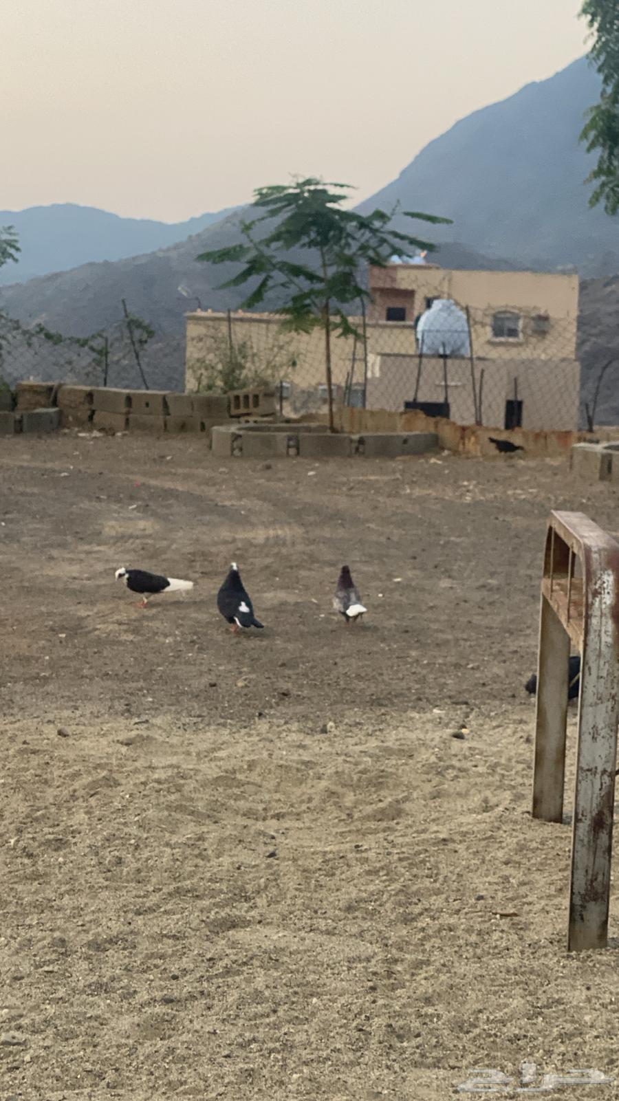 مجارده64379855492097112