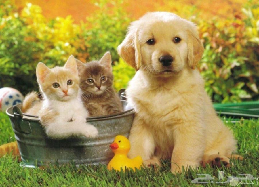 توصيل حيوانات من الرياض القصيم حائل والعكس64380041655171110