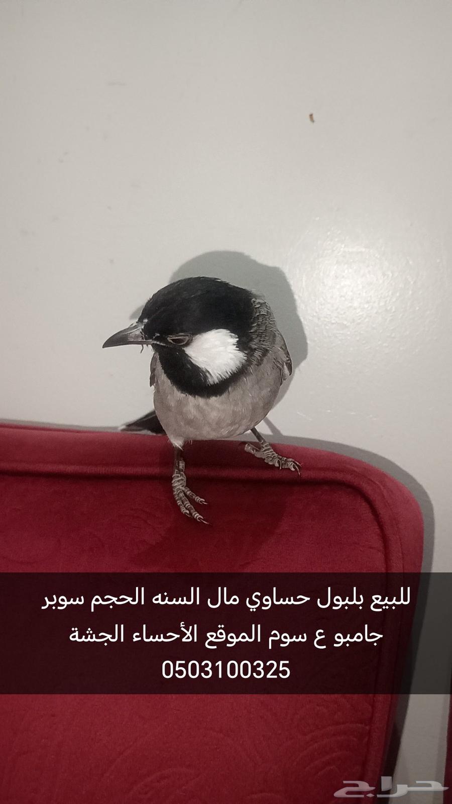 For sale, Hassawi rice, new harvest, super jumbo size, at sum location64370214496385110