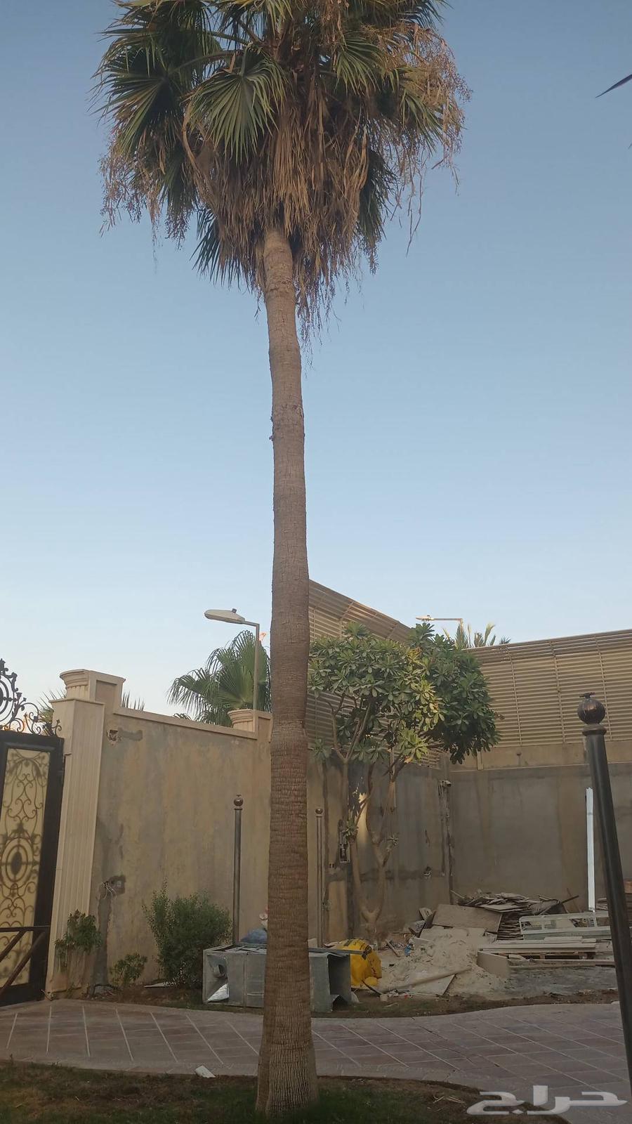 تكريب وتنظيف وشذاب نخل العربي ولواشنطني وتغيير تربه لمناسبه64370231107457112