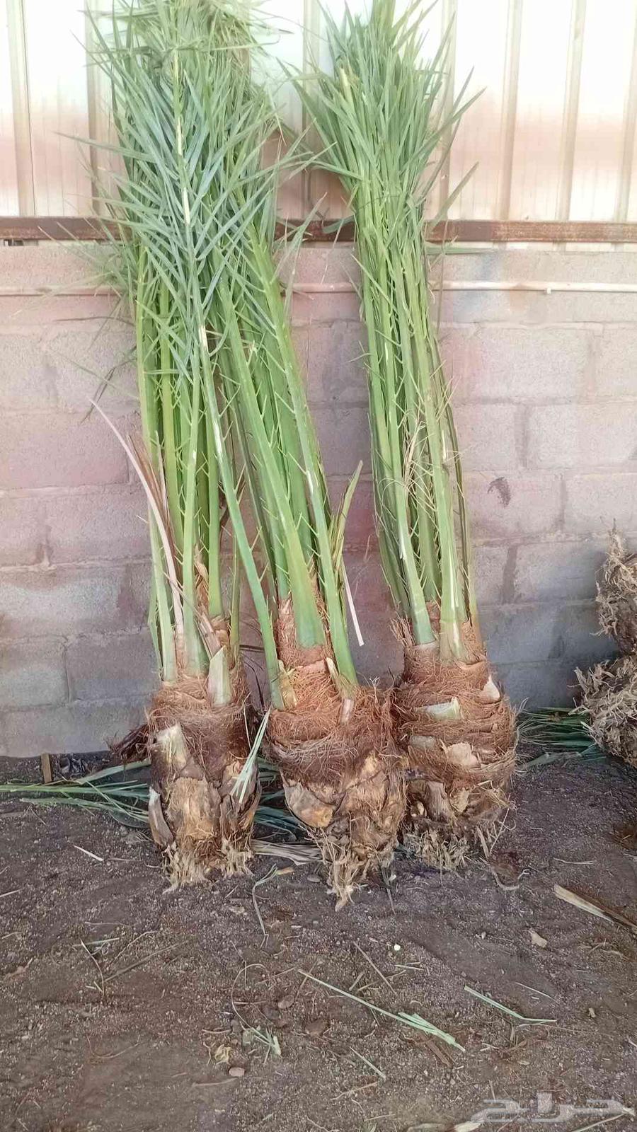 We specialize in uprooting, planting, and supplying all types of Arabian and Washington palm trees.64379873526658112