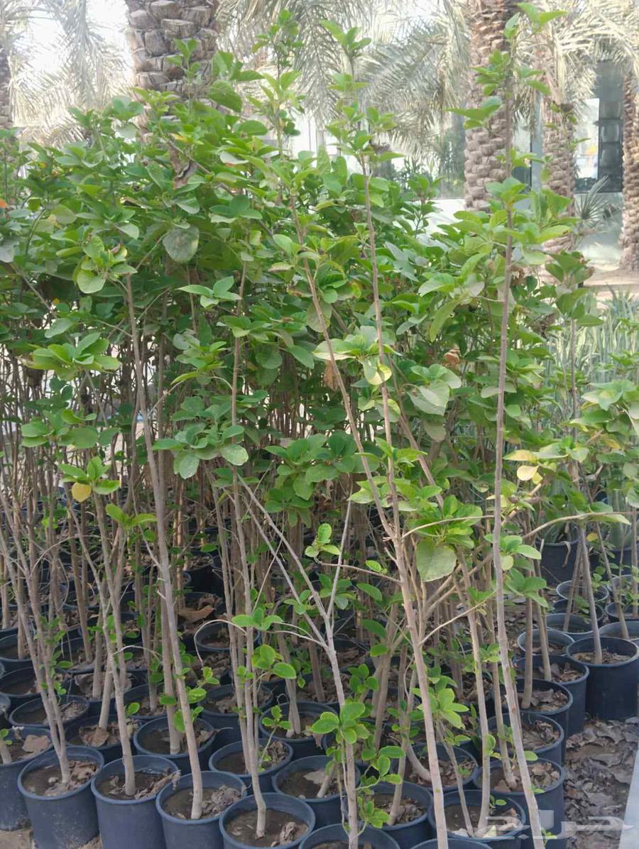 Planting all types of trees64380106407299110