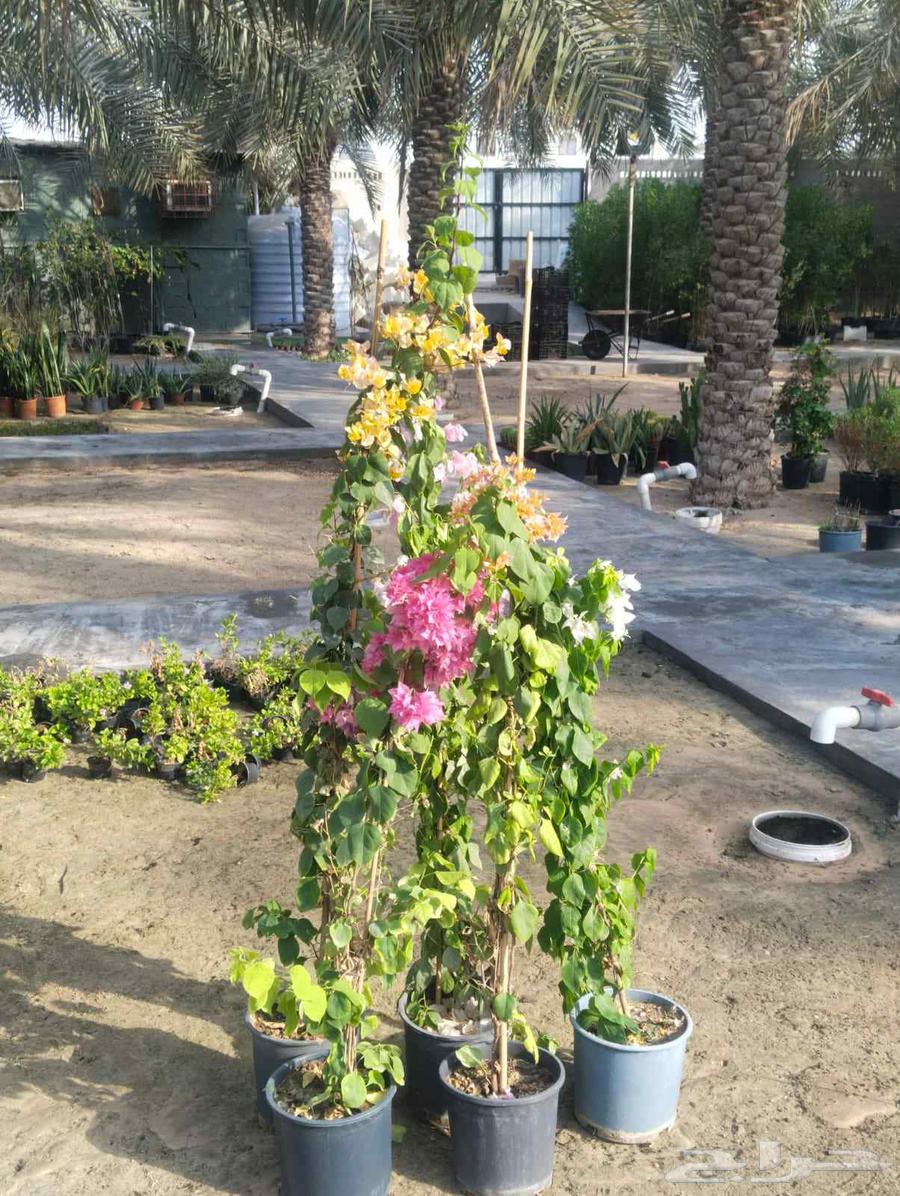 Planting all types of trees64380106407299111