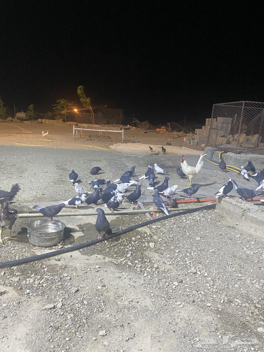 مجارده64379855492097110