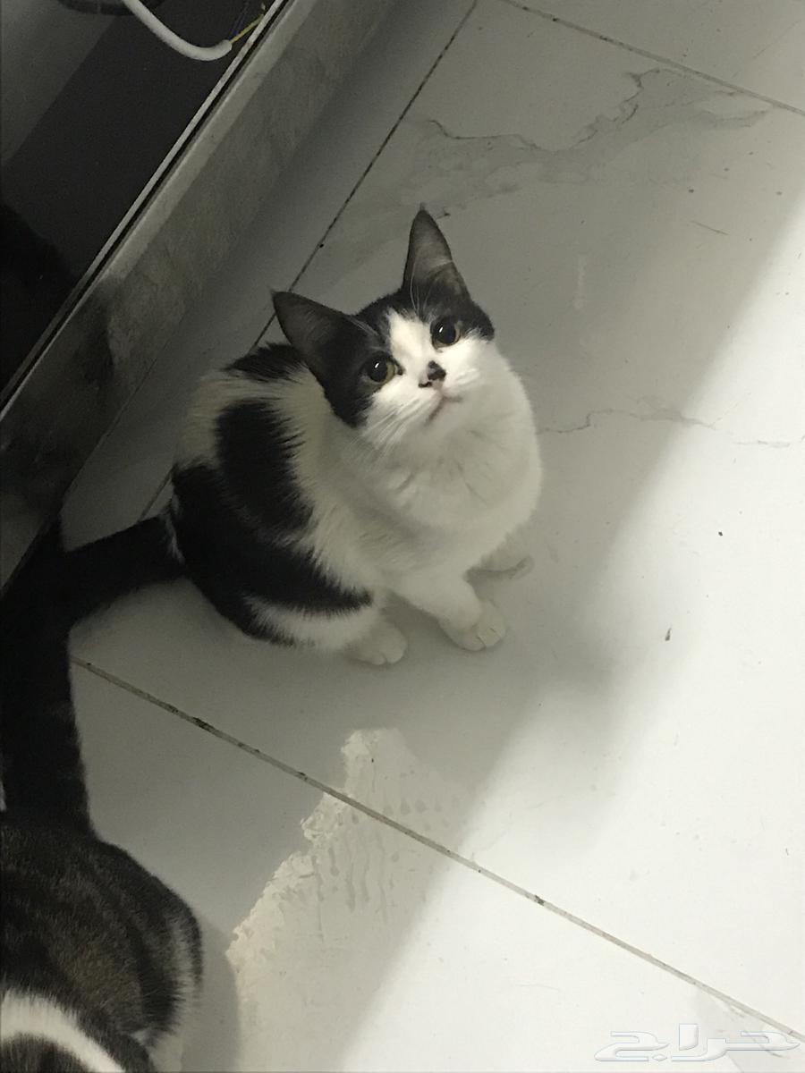 قطة للتبني جده64370231099395111