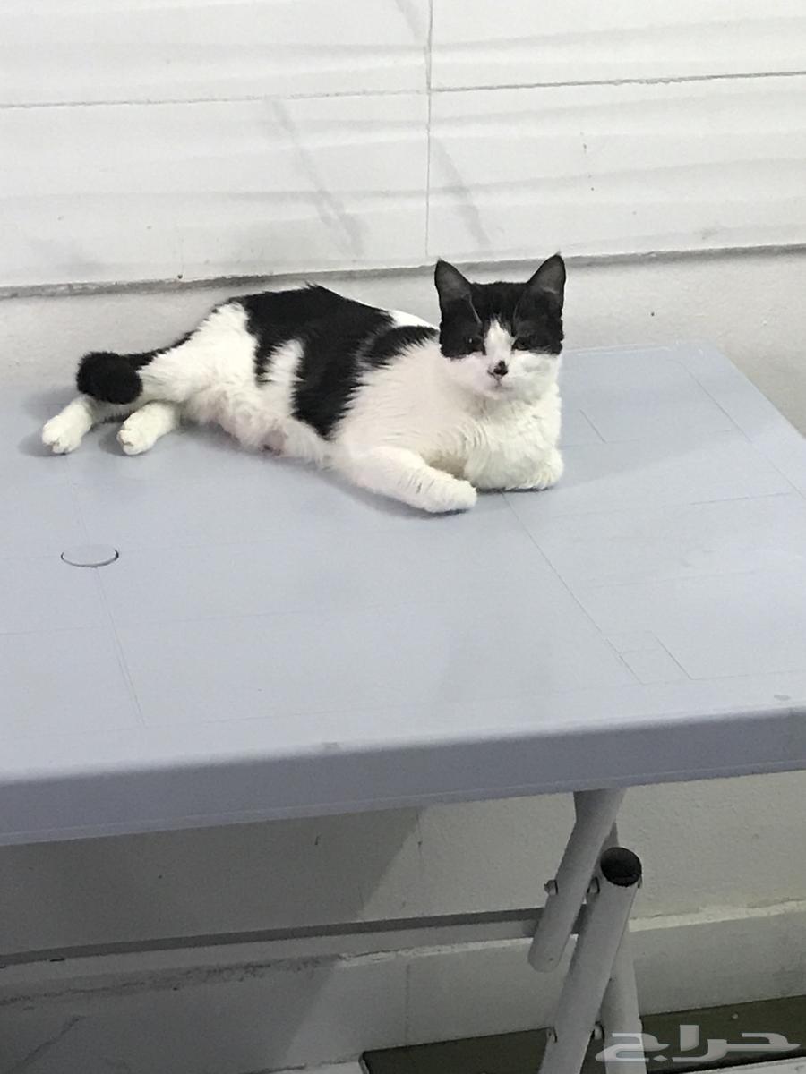 قطة للتبني جده64370231099395110