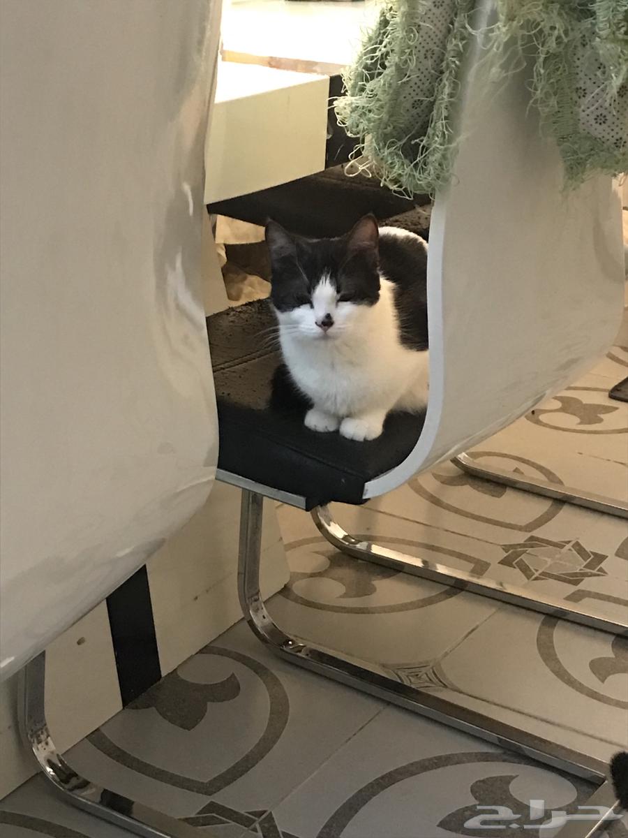 قطة للتبني جده64370231099395113