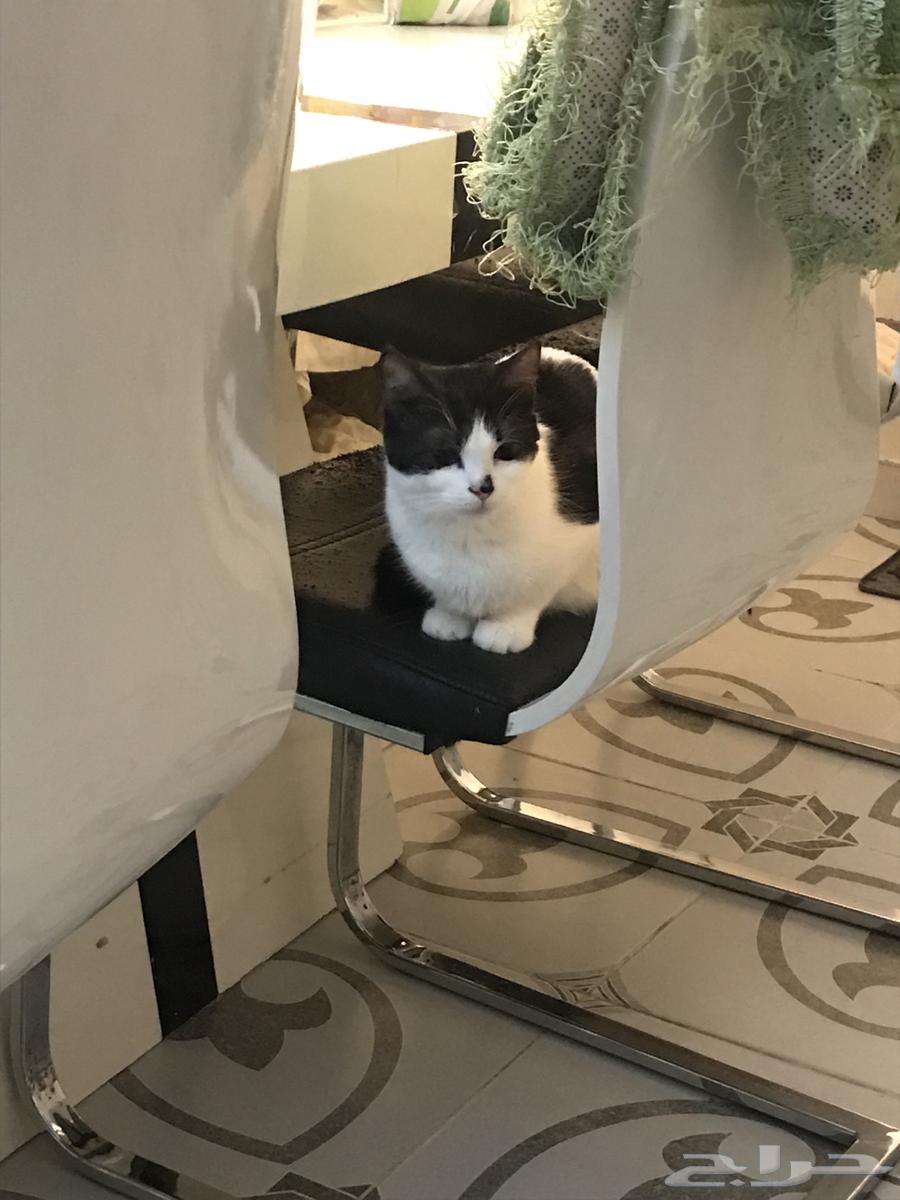 قطة للتبني جده64370231099395112