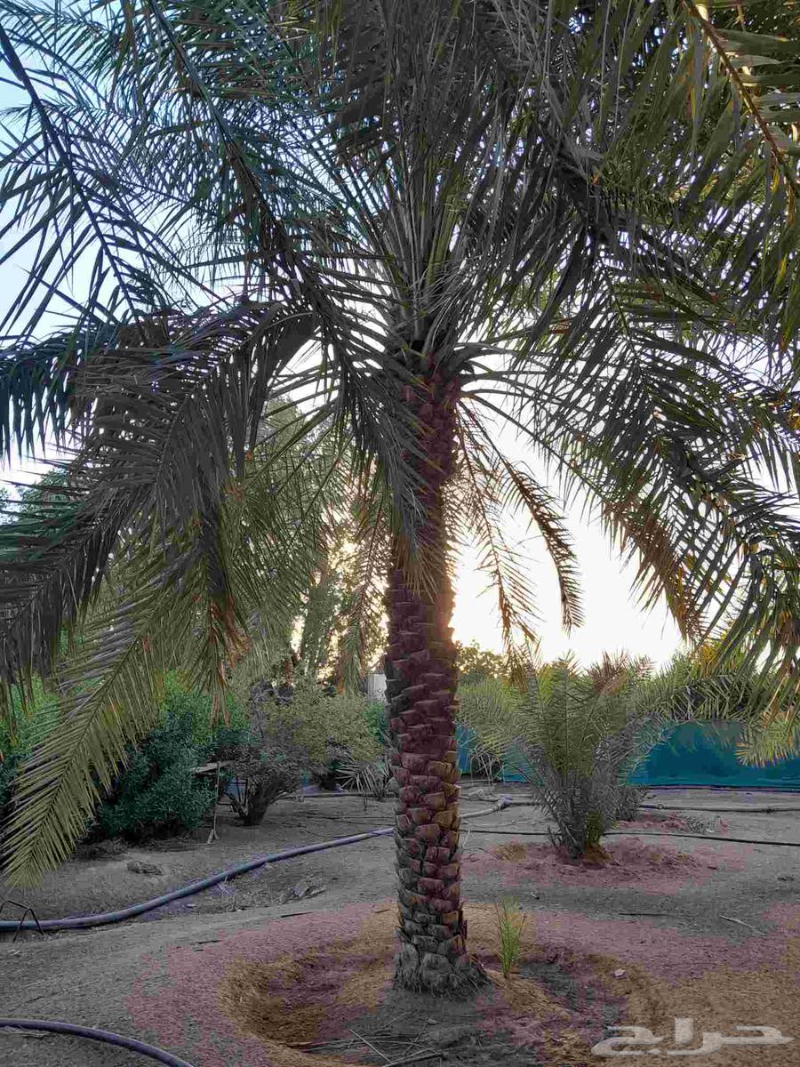 We have all types of palm trees, Washington64370279412481112