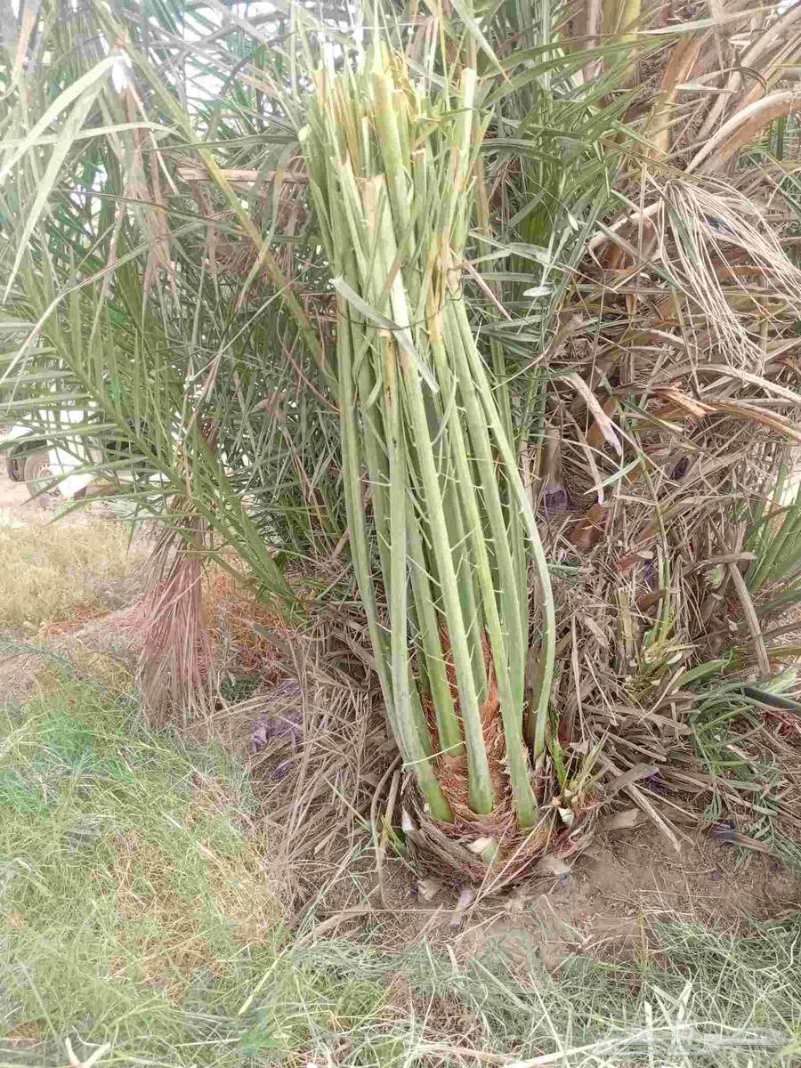We specialize in uprooting, planting, and supplying all types of Arabian and Washington palm trees.64379873526658111