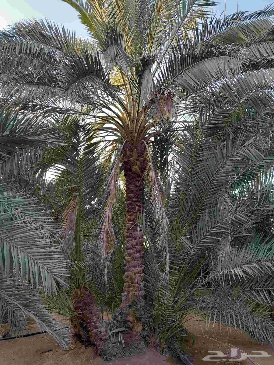 We have all types of palm trees, Washington64370279412481114