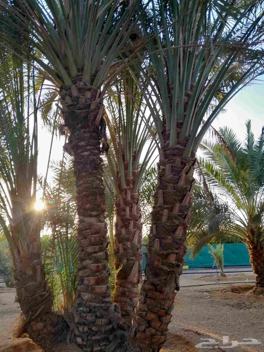 We have all types of palm trees, Washington64370279412481111