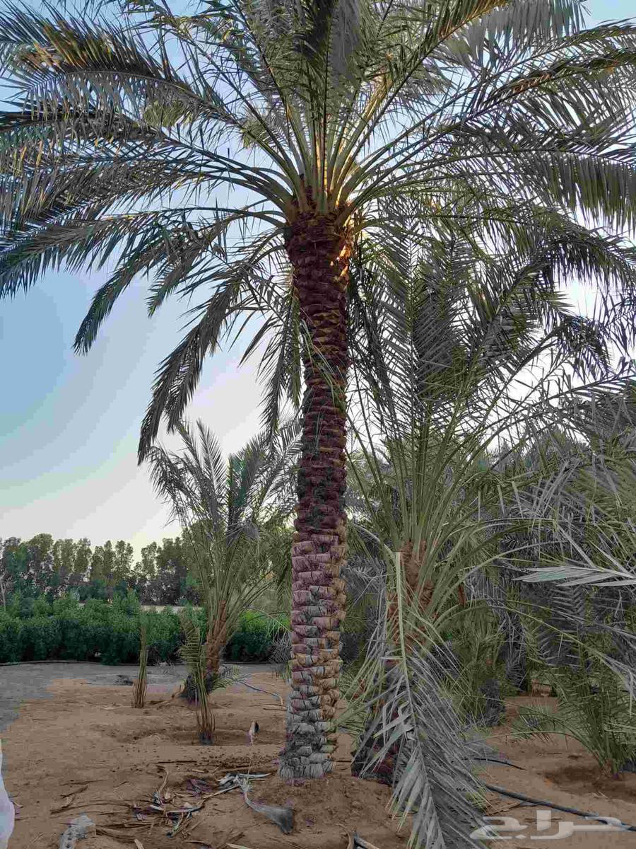 We have all types of palm trees, Washington64370279412481113