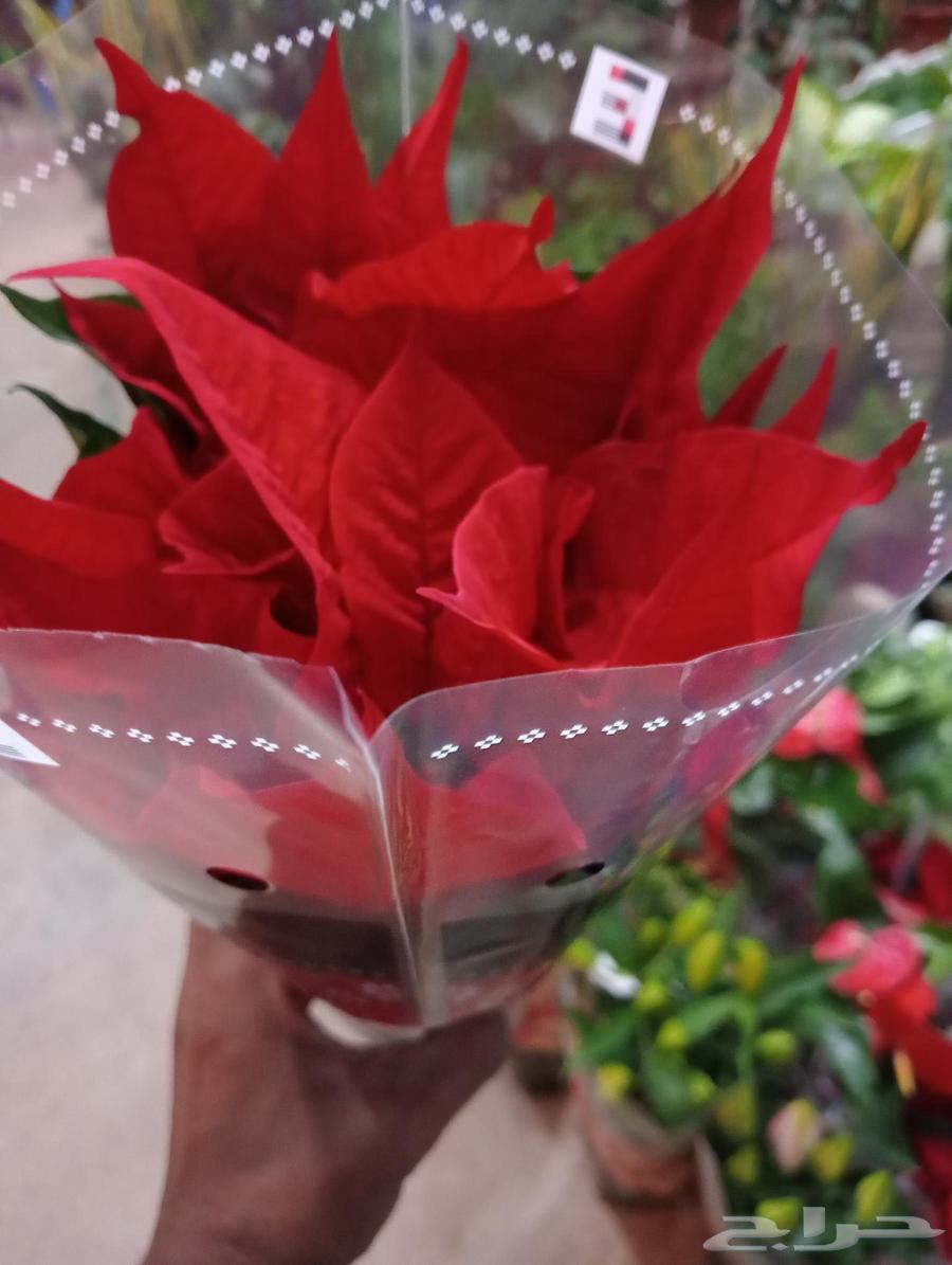 منسق حدائف وجناين64380106273410111