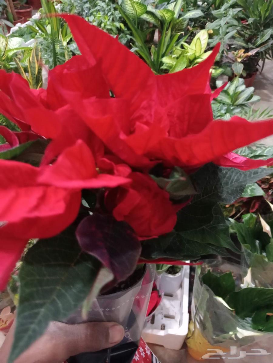 منسق حدائف وجناين64380106273410110