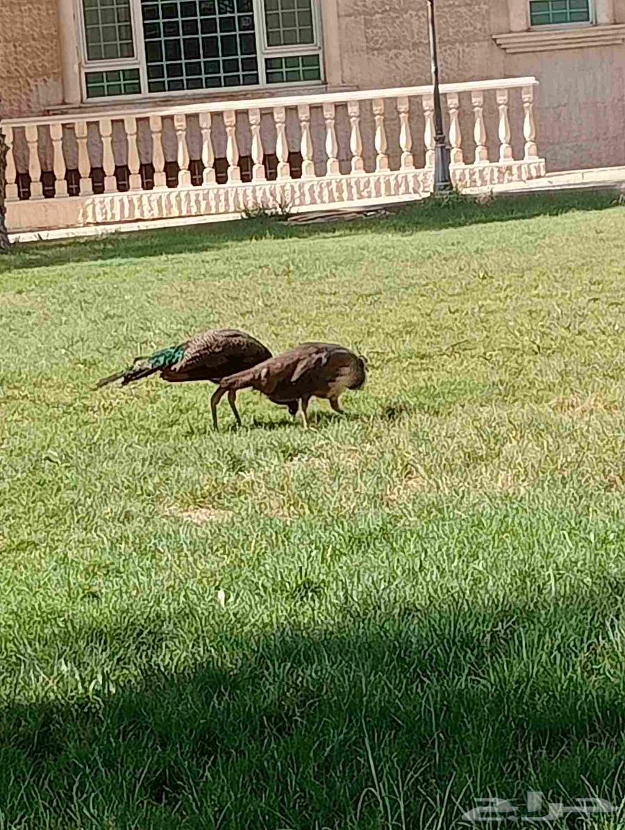 منسق حدائف وجناين64380106273410112