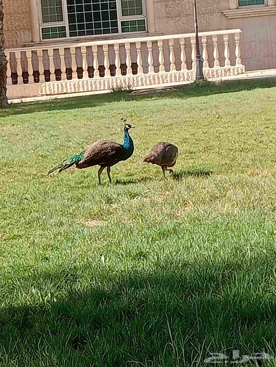 منسق حدائف وجناين64380106273410113