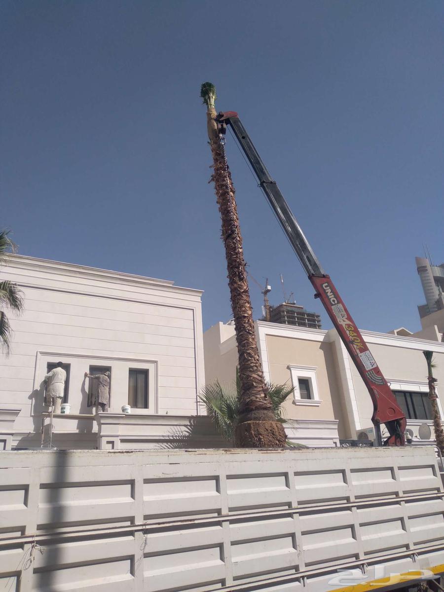 توريد وزراعه نخل واشنطن زينه64380058239361112