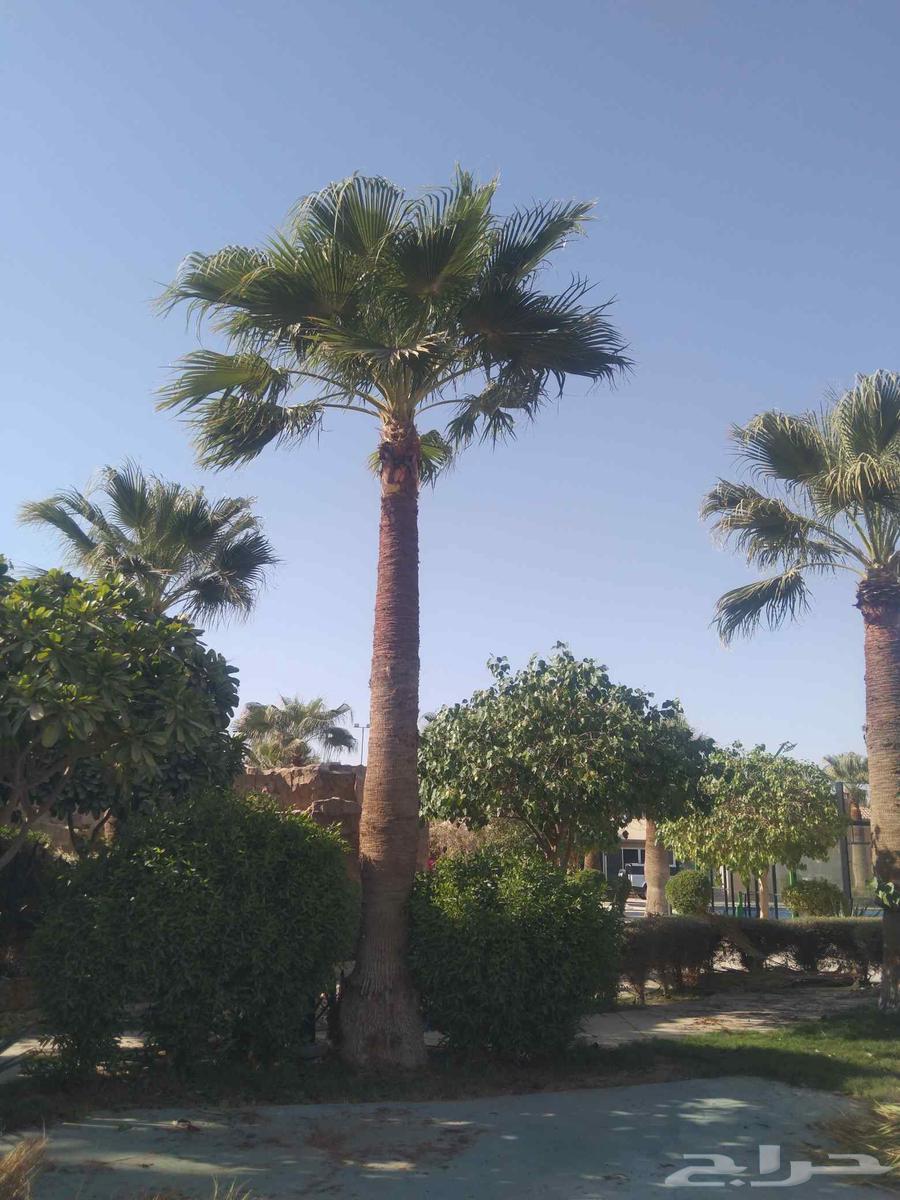 اشغال النخل العربي والشنطني64380106288899111