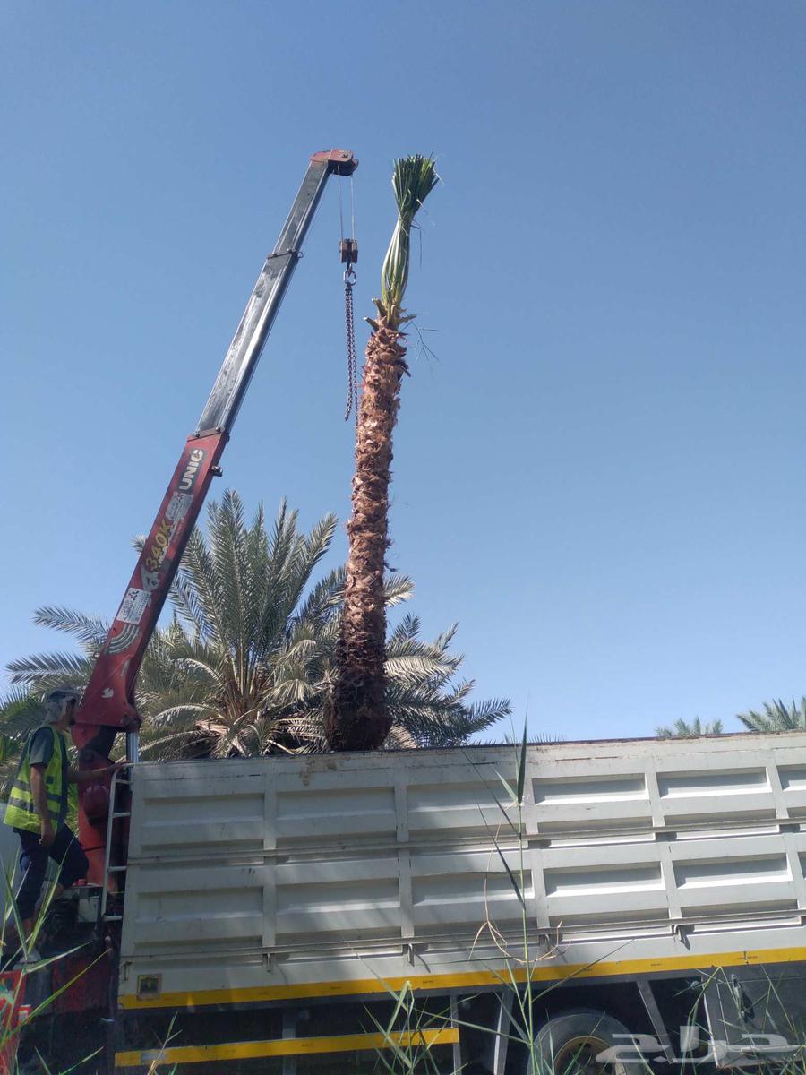 توريد وزراعه نخل واشنطن زينه64380058239361111