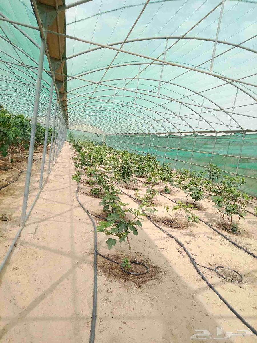 Planting all types of trees64380106407299114