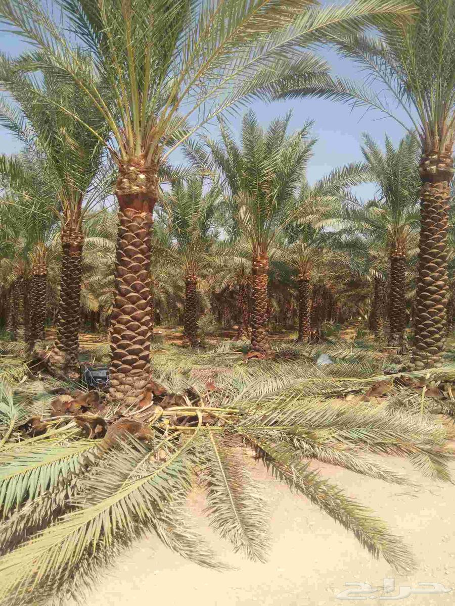 اشغال النخل العربي والشنطني64380106288899110