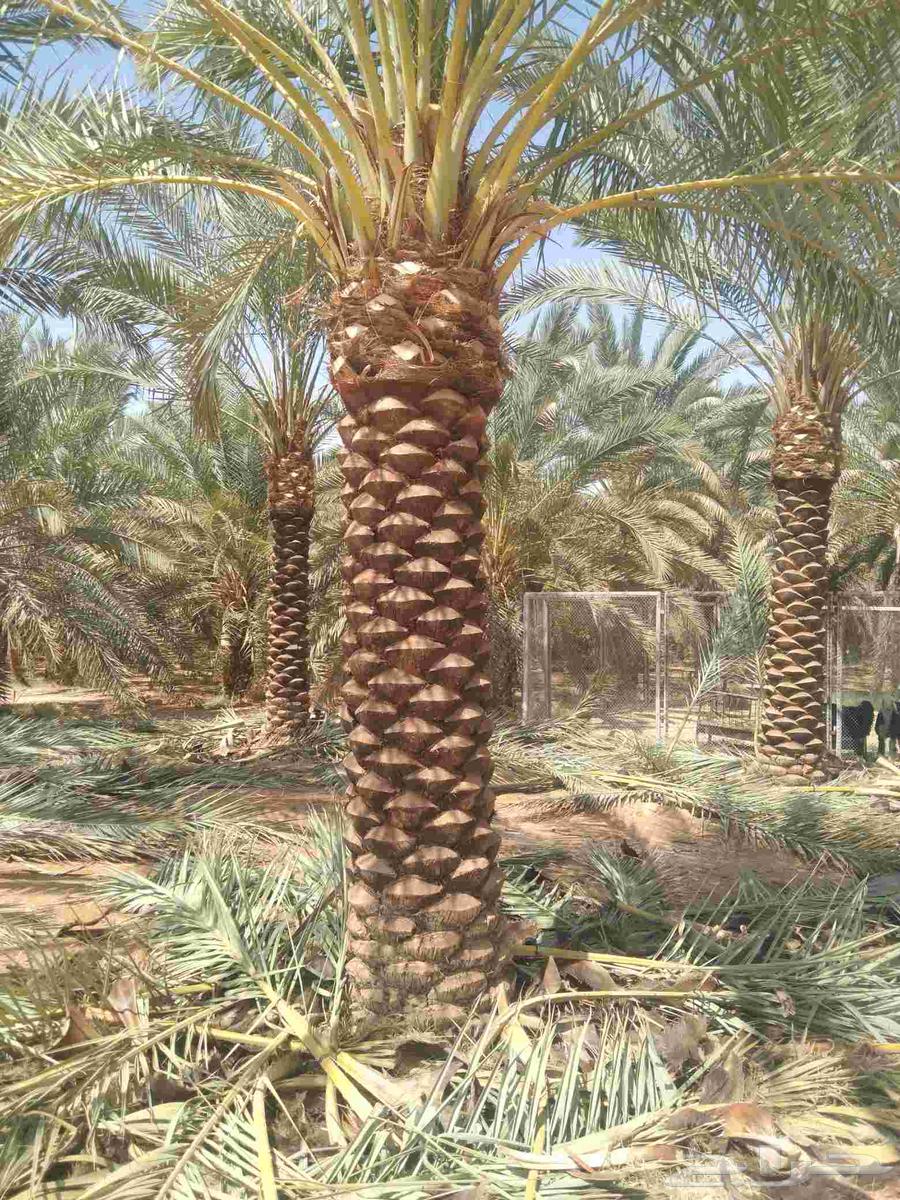 اشغال النخل العربي والشنطني64380106288899112