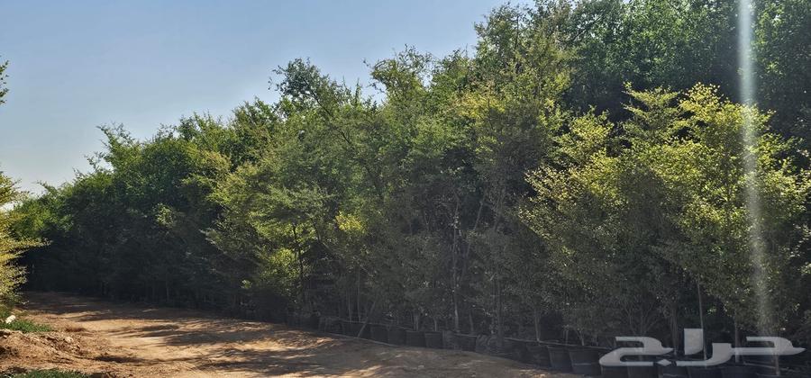 We have all types of trees64379940770947114