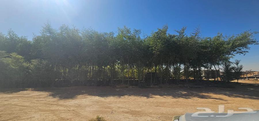 We have all types of trees64379940770947113