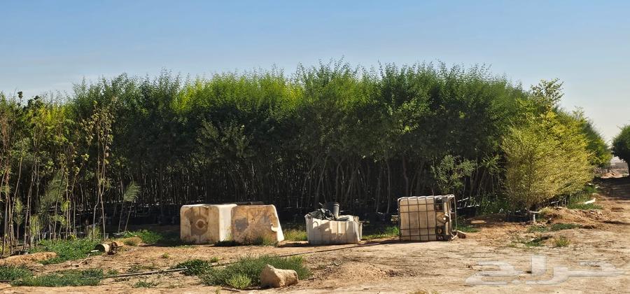 We have all types of trees64379940770947111