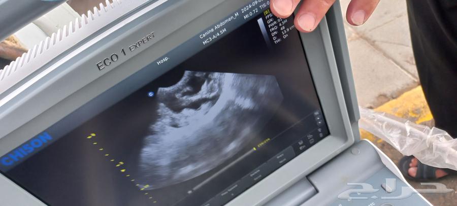 Pregnancy detection for sheep and goats using ultrasound64403025483395110