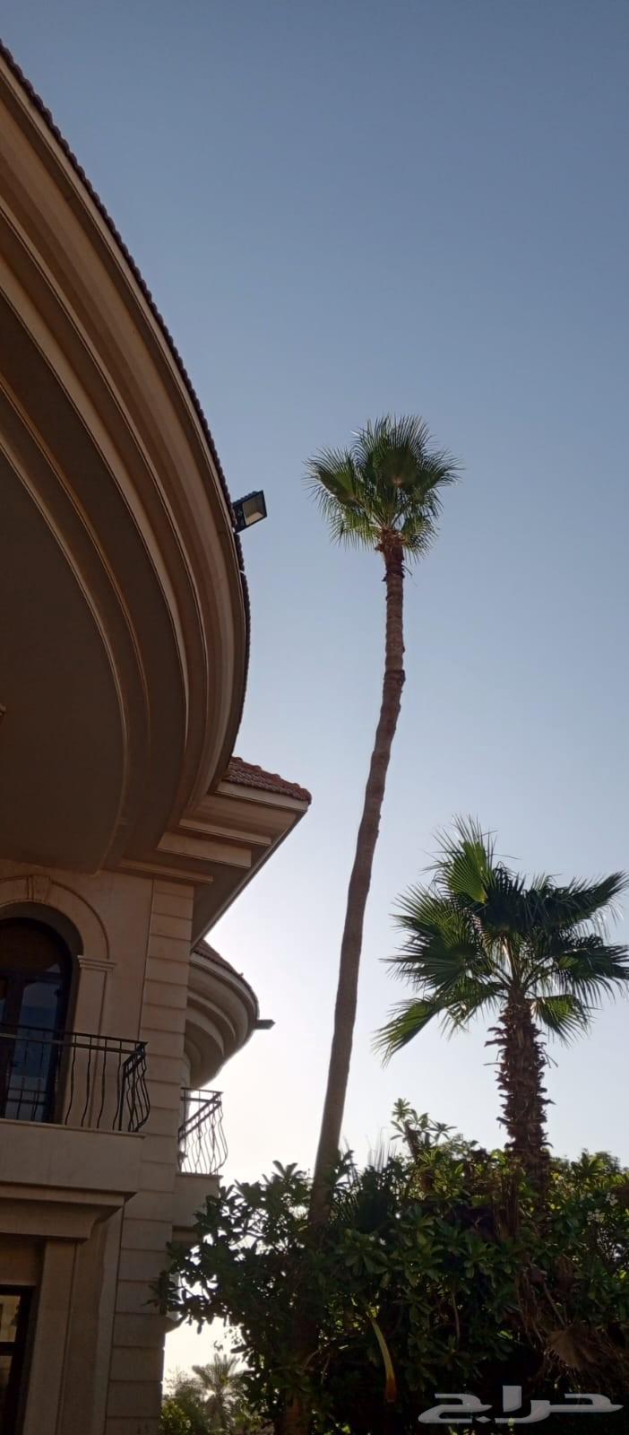 تكريب وتنظيف وشذاب نخل العربي ولواشنطني وتغيير تربه لمناسبه64370231107457111