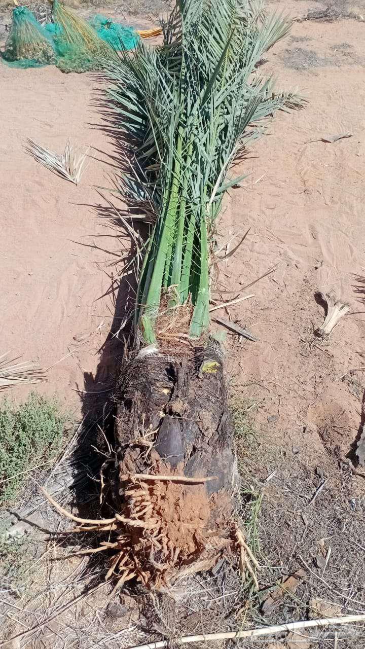 We specialize in uprooting, planting, and supplying all types of Arabian and Washington palm trees.64379873526658110