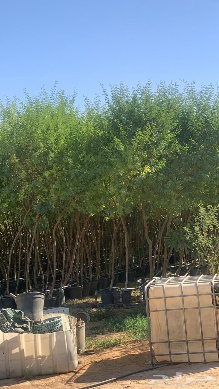 We have all types of trees64379940770947110