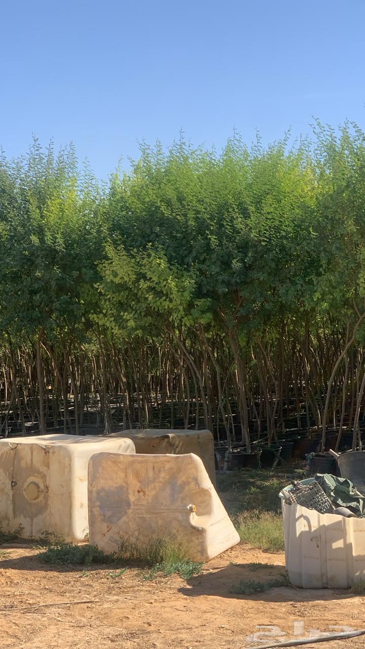 We have all types of trees64379940770947112