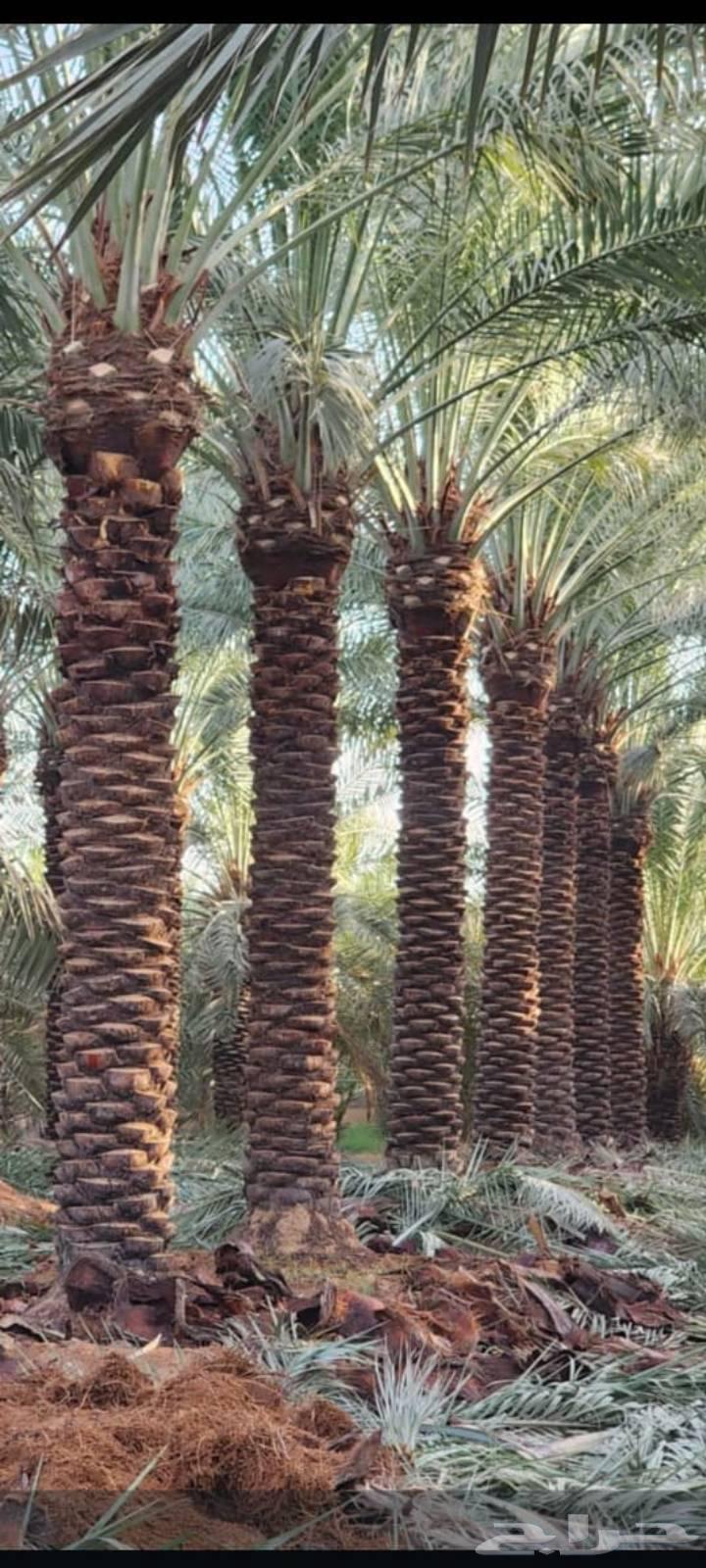 We have all types of palm trees, Washington64370279412481110
