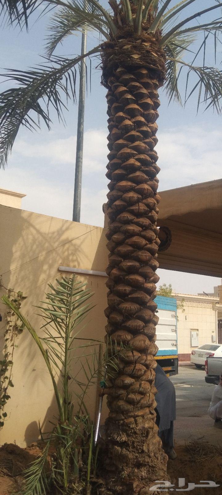 اشغال النخل العربي والشنطني64380106288899113