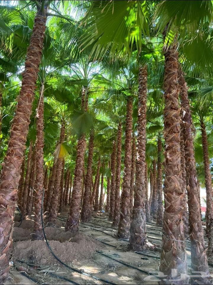 توريد وزراعه نخل واشنطن زينه64380058239361110