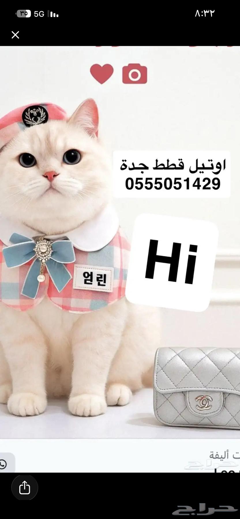 اوتيل قطط و طيور. جميعهم64379838436609111