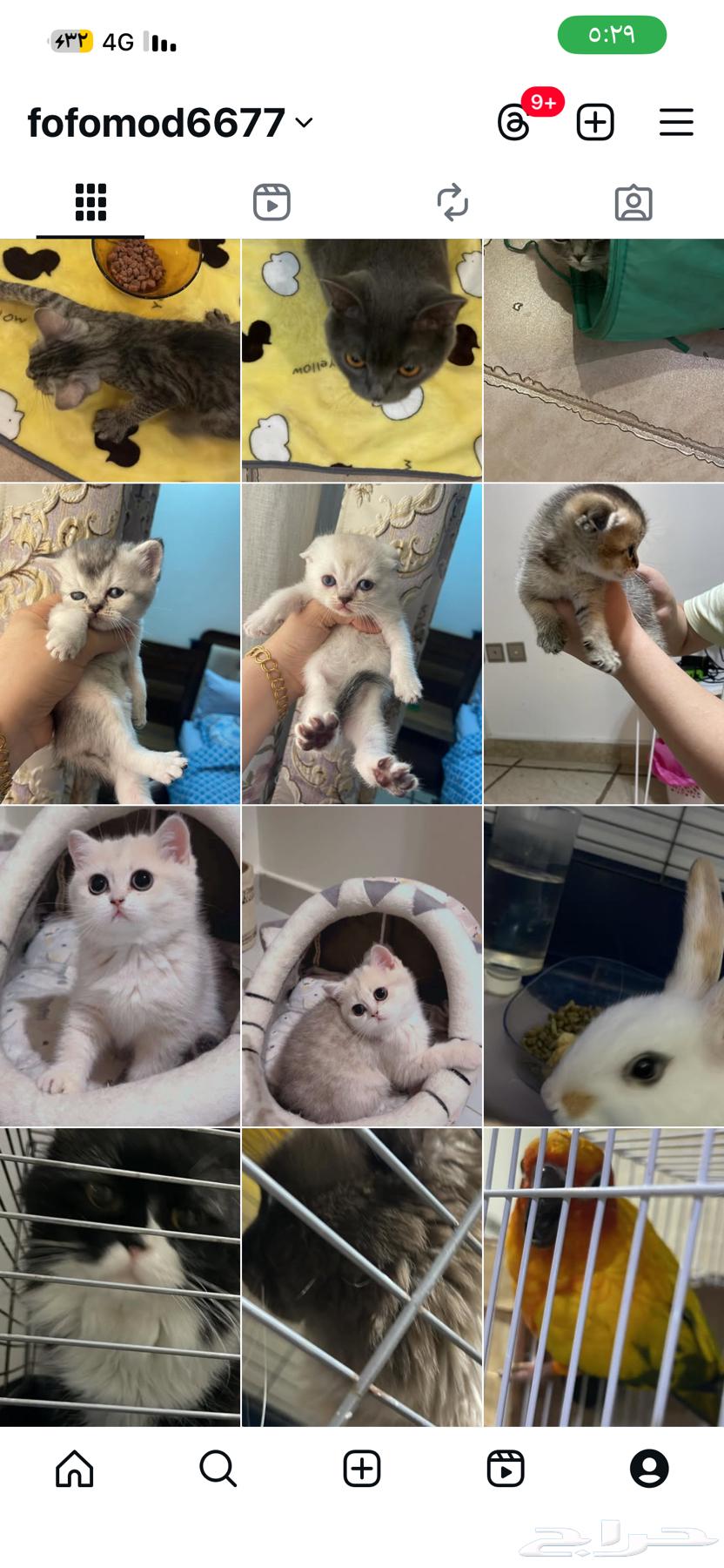 اوتيل قطط و طيور. جميعهم64379838436609112