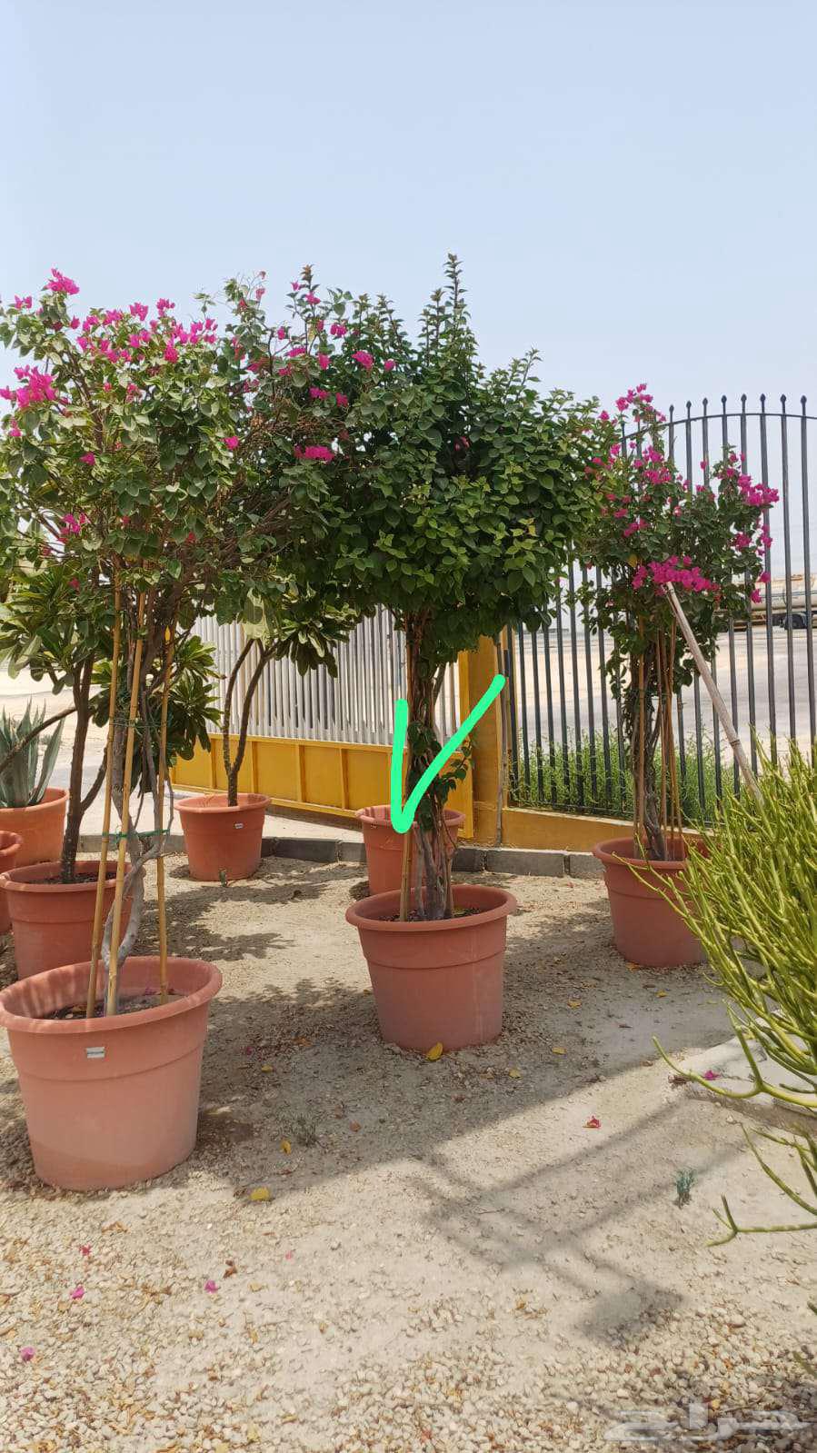 Planting all types of trees64380106407299113