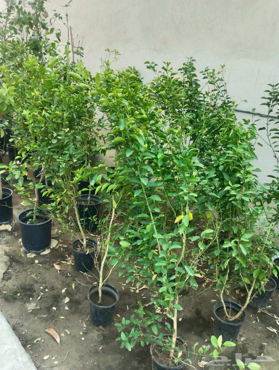 Planting all types of trees64380106407299112